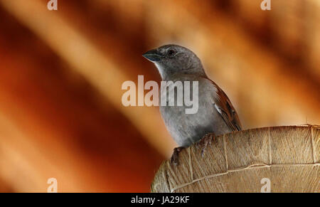 Graue sparrow Stockfoto