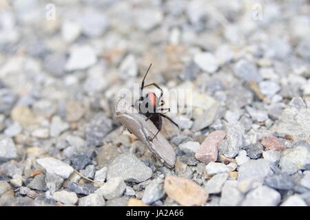 Eine weibliche Steckspinne (Latrodectus hasseltii) fängt Beute in ihrem Netz ein. Stockfoto