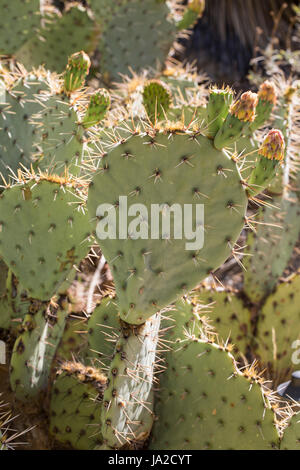 Feigenkaktus (Opuntia sp.) Stockfoto