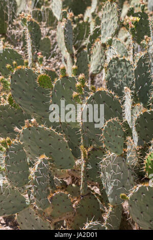 Feigenkaktus (Opuntia sp.) Stockfoto
