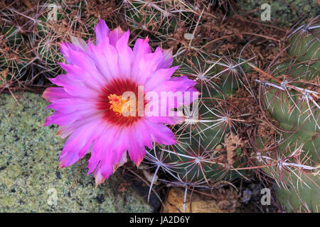 Texas Kaktus Blume (Thelocactus bicolor) Blumenpracht Stockfoto