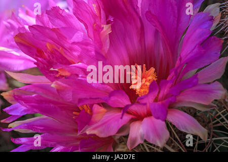 Texas Kaktus Blume (Thelocactus bicolor) Blumenpracht Stockfoto