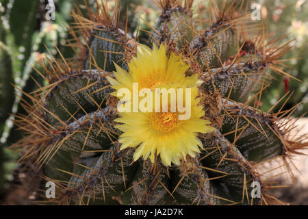 Kaktus (Astrophytum ornatum) mit Blume Stockfoto