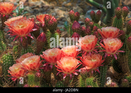 Herrlichkeit von Texas Kaktus mit Blüte (Thelocactus bicolor) Stockfoto