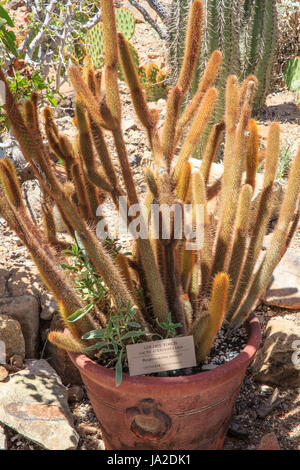 Golden Torch Kaktus (Bergerocactus emoryi) Stockfoto