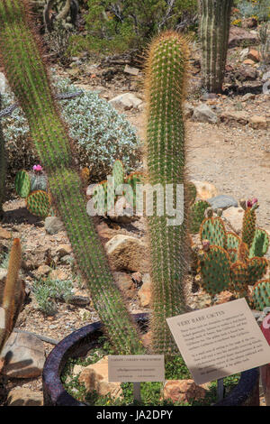 Golden Torch Kaktus Hybrid (Bergerocactus emoryi x Pachgerocactus orcuttii) Stockfoto