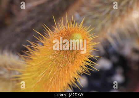 Golden Torch Kaktus (Bergerocactus emoryi) Detail der Kante mit Stacheln Stockfoto