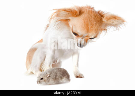 Porträt eines niedlichen reinrassiger Chihuahua und Artepithet Hamster vor weißem Hintergrund Stockfoto