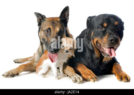 Hund, Rottweiler, Freundschaft, schön, beauteously, schön, groß, groß, Stockfoto