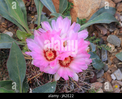 Herrlichkeit von Texas Kaktus mit Blüte (Thelocactus bicolor) Stockfoto