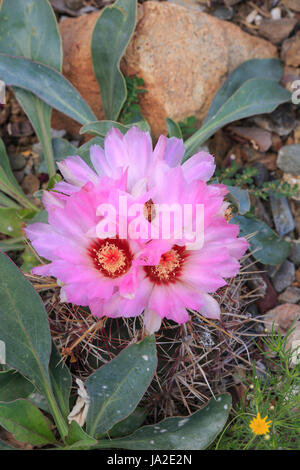 Herrlichkeit von Texas Kaktus mit Blüte (Thelocactus bicolor) Stockfoto