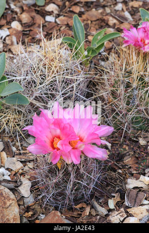 Herrlichkeit von Texas Kaktus mit Blüte (Thelocactus bicolor) Stockfoto