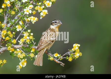 Black-headed Kernbeißer Pheucticus Melanocephalus Madera Canyon, Santa Cruz County, Arizona, USA 18 können Erwachsene weibliche Fringillidae Stockfoto