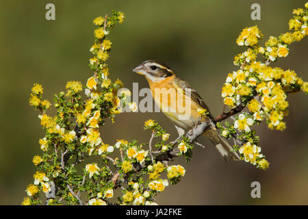 Black-headed Kernbeißer Pheucticus Melanocephalus Madera Canyon, Santa Cruz County, Arizona, USA 18 können Erwachsene weibliche Fringillidae Stockfoto