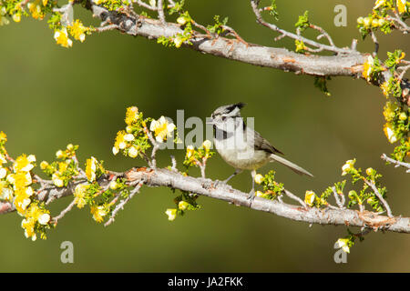 Gezügelten Meise Baeolophus Wollweberi Santa Rita Mountains, Santa Cruz County, Arizona, USA 18 können Erwachsene Paridae Stockfoto