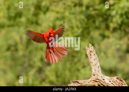 Nördlichen Kardinal Cardinalis Cardinalis Amado, Santa Cruz County, Arizona, USA 20 kann erwachsenen männlichen Cardinalidae Stockfoto