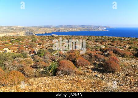 Küstenlandschaft Vegetation, blaues Meer, Blick nach Süden vom Res il-Qammieh, Marfa Halbinsel, Republik Malta Stockfoto