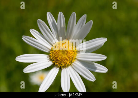 Eine Makroaufnahme einer Oxeye Daisy. Sommer, Blume. Stockfoto