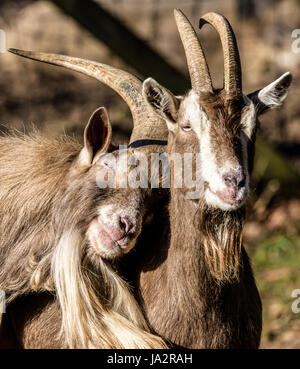 Farbe outdoor wildlife Tier Portrait von paar gemütliche Sweet lovely Ziegen, auf der anderen, symbolische figurative Gelenk zusammen schiefen Paar auf verlassen Stockfoto