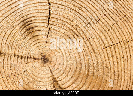 Blick vom Ende des Stamm Abschnitt closeup Stockfoto