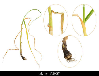 schließen, Blatt, Makro, Nahaufnahme, Makro-Aufnahme, Nahaufnahme, Detail, innen, Stockfoto