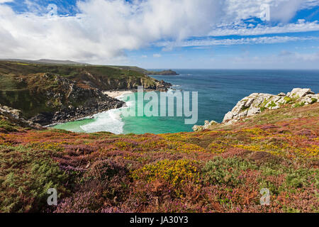 Bunte Wildblumen auf einer Klippe in Cornwall, England, UK. Stockfoto