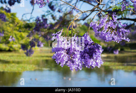 Jacaranda-Baum mit Blick auf einen Teich hautnah Stockfoto