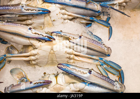 Grün blau Schwimmer Krabben aus Sydney Fischmarkt, Pyremont, Sydney, New South Wales, Australien. Stockfoto