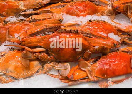 Blaue Schwimmer Krabben gekocht, zum Verkauf an Sydney Fish Market, New-South.Wales, Australien Stockfoto