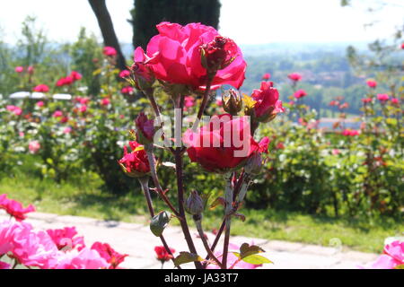 Die Schönheit der Rosen in vielen Sorten und Größen Stockfoto