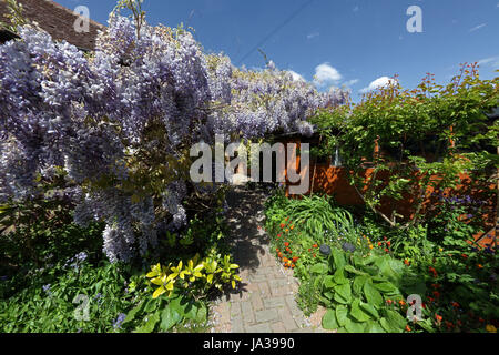 Eine riesige Glyzinien wachsen auf einer Bungalow-Wand und quer durch den hinteren Teil des Hauses in voller Blüte zu erreichen und auf der Suche nach wirklich herrlich. Stockfoto