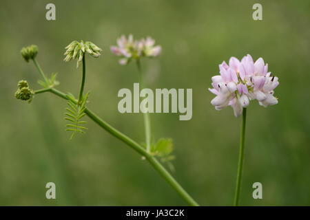 Crown Vetch (Securigera Varia) Pflanze in Blüte. Blasse lila Blüten auf kletternde Pflanze in der Erbse Familie (Fabaceae), eingebürgert in Großbritannien Stockfoto