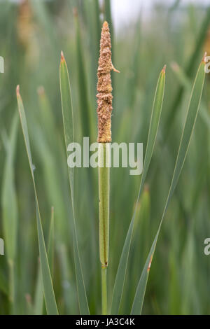 Kleiner Rohrkolben (Typha Angustifolia) Blütenstand. Pollen produzieren männliche Struktur über weibliche Teil-Werks in Familie Typhaceae, aka weniger reedmace Stockfoto