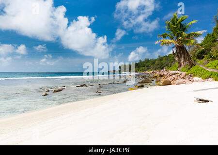 Anse Fourmis in La Digue, Seychellen mit Palmen und weißem sand Stockfoto