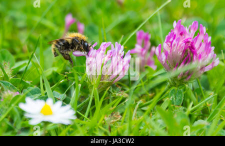 Eine Biene bestäubt Blüten im Frühsommer in West Sussex, England, UK. Stockfoto