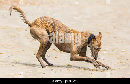 Scottish Deerhound Lurcher Hund spielen im Sand am Strand. Stockfoto