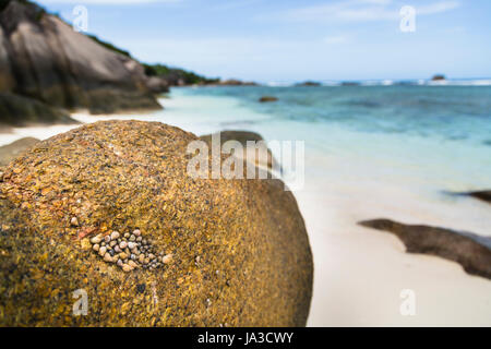 Eine dicht gepackten Gruppe von Muscheln auf einem Granitfelsen in La Digue, Seychellen mit Strand im Hintergrund Stockfoto