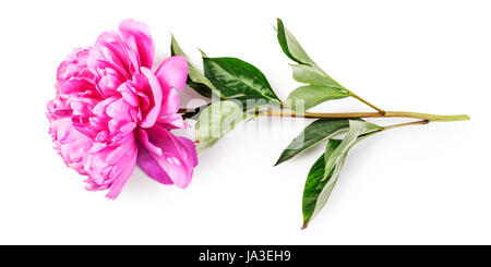 Rosa Pfingstrose Blume mit Stamm und Blätter. Einzelnes Objekt isoliert auf weißem Hintergrund-Clipping-Pfad enthalten. Sommer Garten Blumen Stockfoto