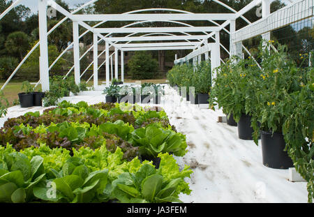 Zentralflorida Bio heimischen Garten mit Pflanzen und Gemüse im Garten für gesunde Ernährung und Essen Bauernhof coop Stockfoto