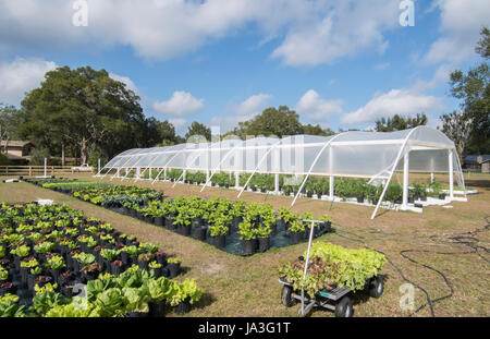 Zentralflorida Bio heimischen Garten mit Pflanzen und Gemüse im Garten für gesunde Ernährung und Essen Bauernhof coop Stockfoto