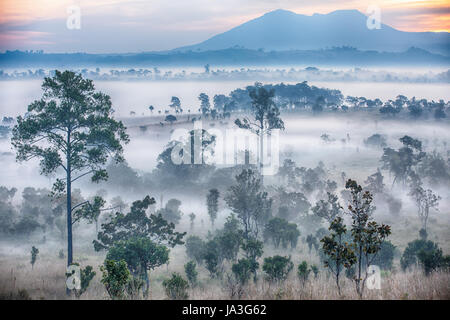 Wunderschönen Sonnenaufgang und neblige Wolken im Wald bei Thung Salaeng Luang Nationalpark, Thailand Stockfoto