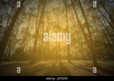 Forrest bei Sonnenlicht Stockfoto