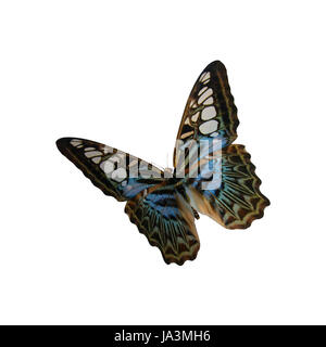 Digitale 3D Rendern eines blauen Clipper Schmetterlings (Parthenos Sylvia), eine Art von Nymphalid Schmetterling, isoliert auf weißem Hintergrund Stockfoto