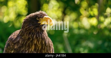 Horizontale Foto mit Porträt des großen männlichen Seeadler. Detail des Leiters der Riesenvogel mit gelben Schnabel und braunen Federn. Verschwommene grüne Bäume stehen in backg Stockfoto