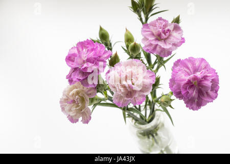 Rosenstrauss rosa Spraynelken in vase Stockfoto