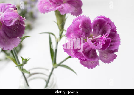 Rosenstrauss rosa Spraynelken in vase