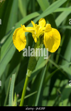 Gelbe Flagge Iris Stockfoto