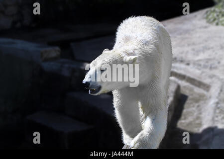 Bild von einem Tier Raubtier große White bear Stockfoto