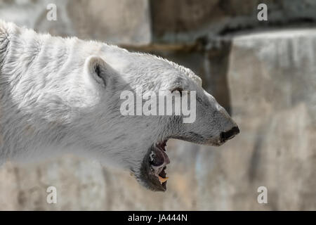 Bild einer tierischen Fang ein großer Eisbär Raubtier Stockfoto