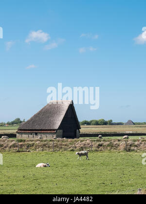 Schafstall, Scheune, Schapenboet, auf der Insel Texel in den Niederlanden Stockfoto